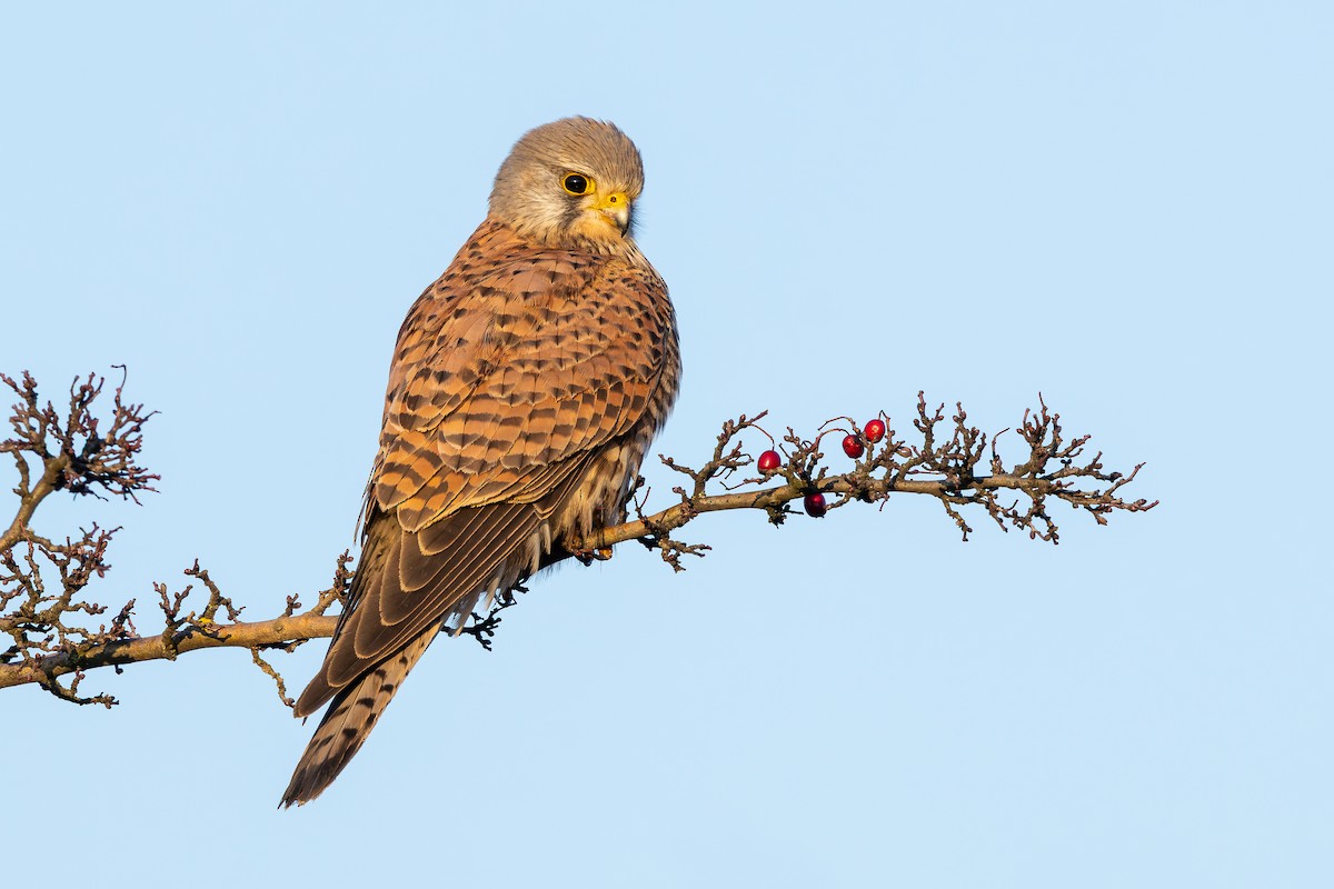 Eurasian Kestrel - ML647547494