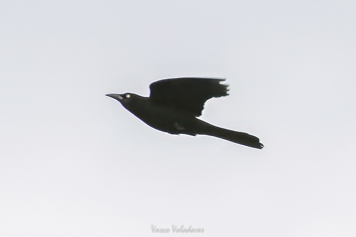 Common Grackle - ML647547495