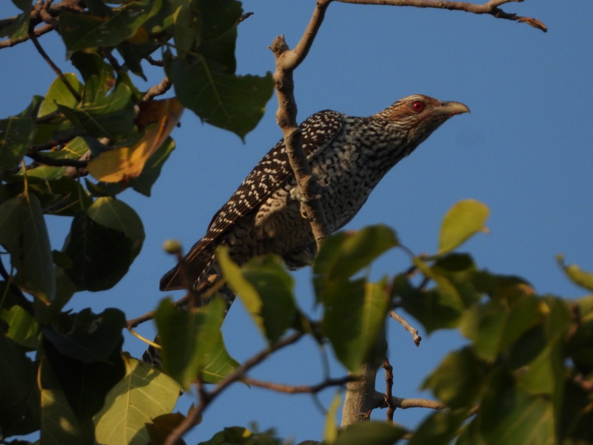 Asian Koel - ML647547496