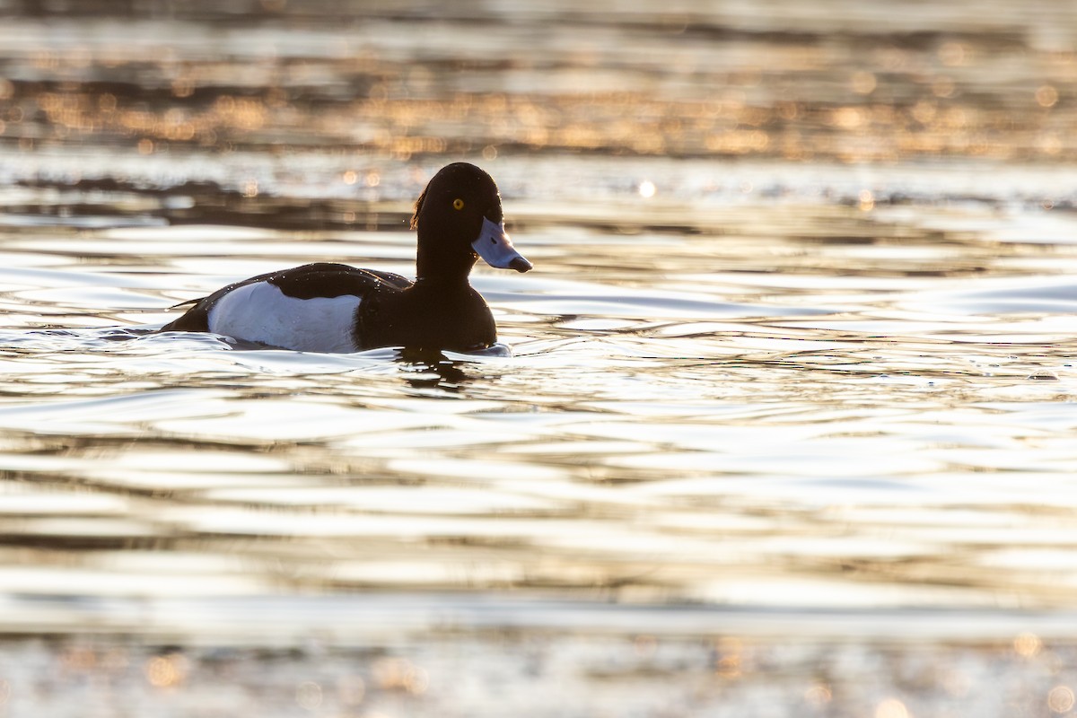 Tufted Duck - ML647547497
