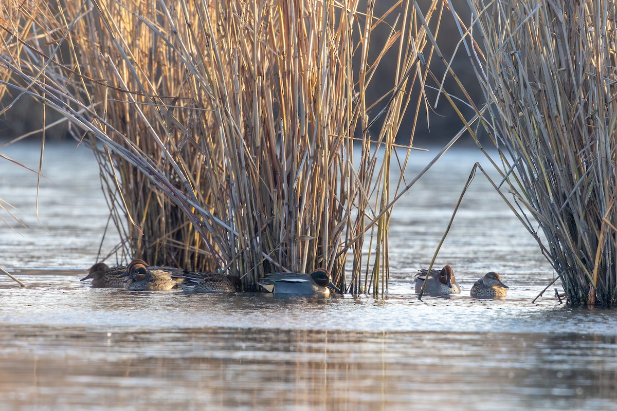 Green-winged Teal - ML647547503