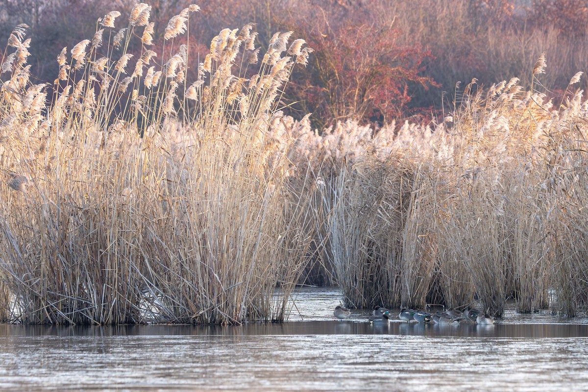 Green-winged Teal - ML647547504