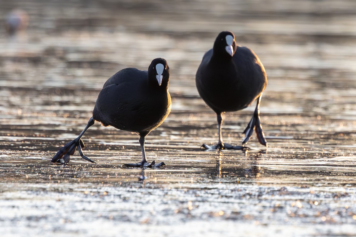 Eurasian Coot - ML647547506