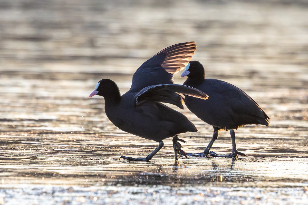 Eurasian Coot - ML647547507