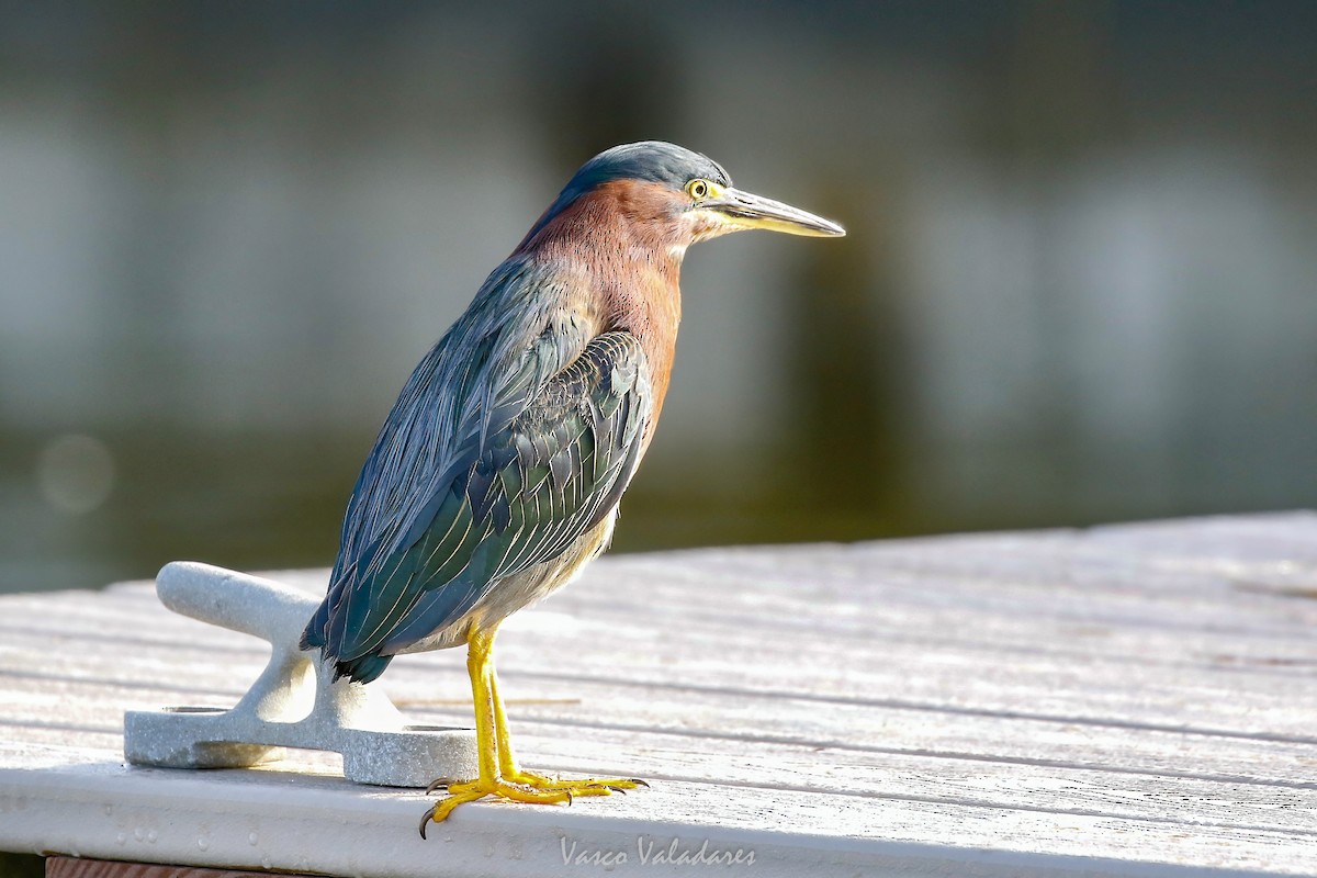 Green Heron - ML647547509