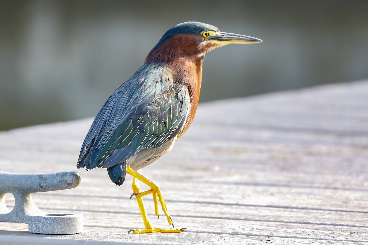 Green Heron - ML647547510