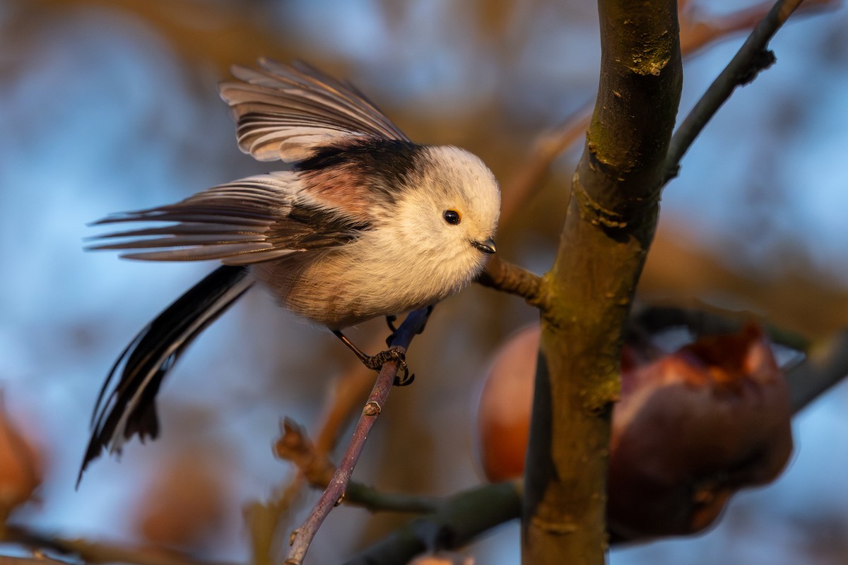 Long-tailed Tit - ML647547511