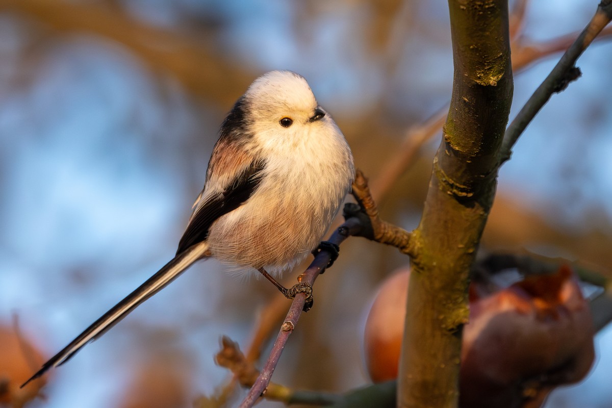 Long-tailed Tit - ML647547512