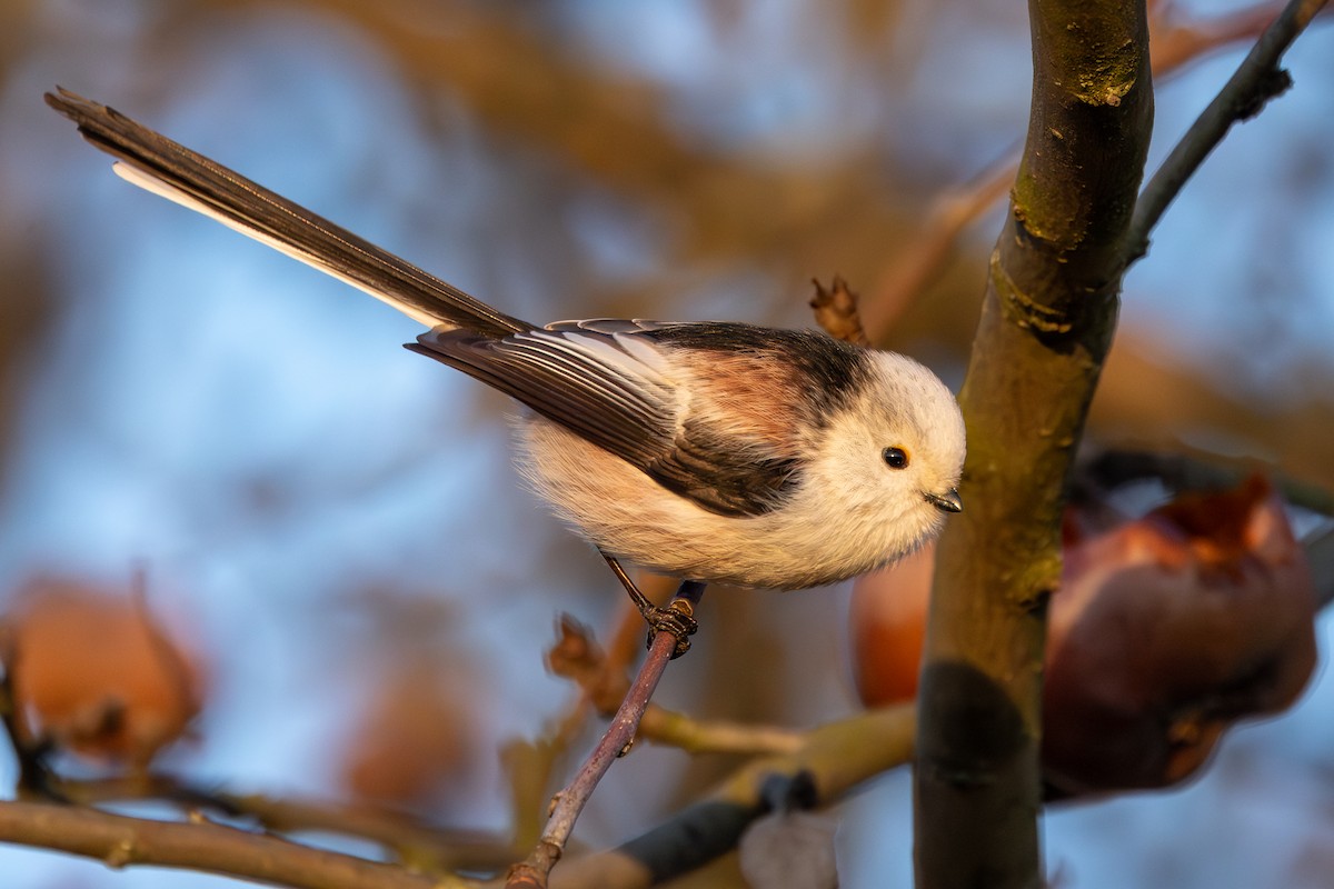 Long-tailed Tit - ML647547513