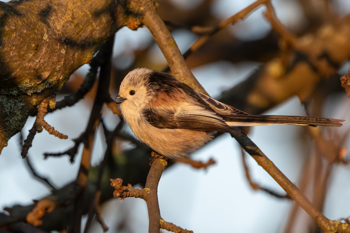 Long-tailed Tit - ML647547514