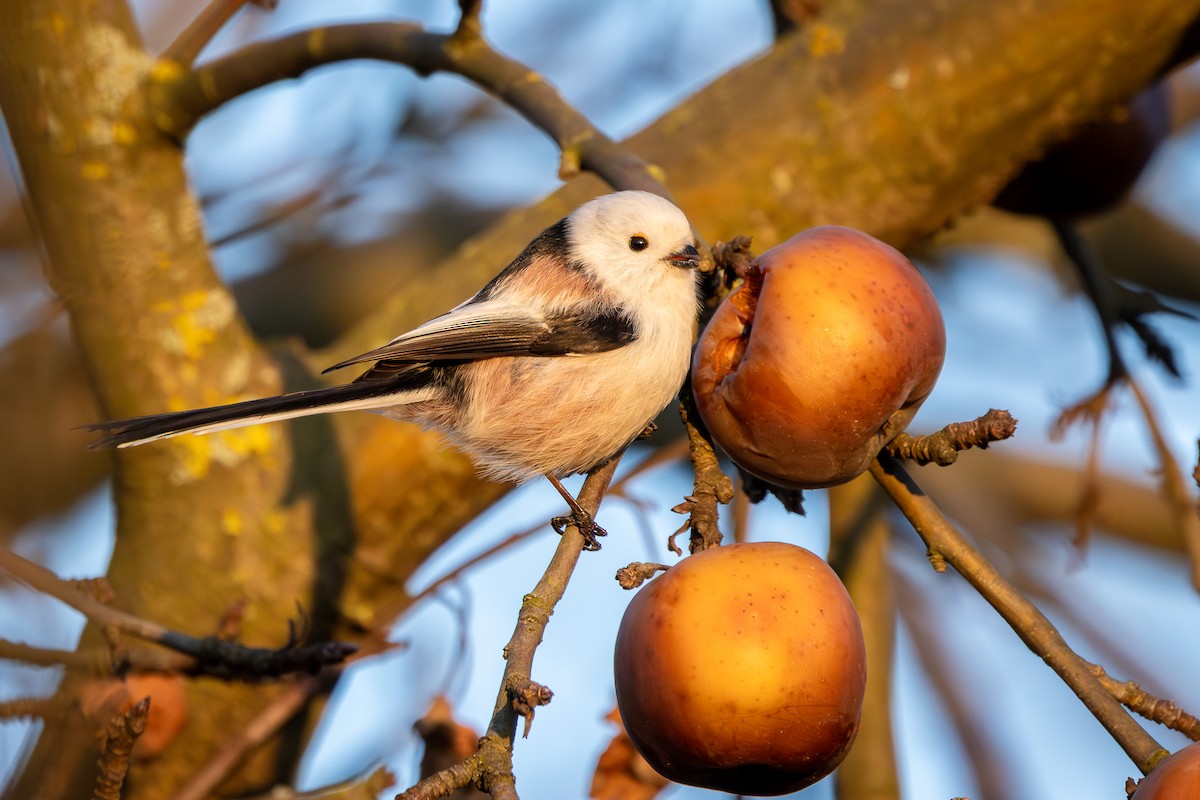 Long-tailed Tit - ML647547515
