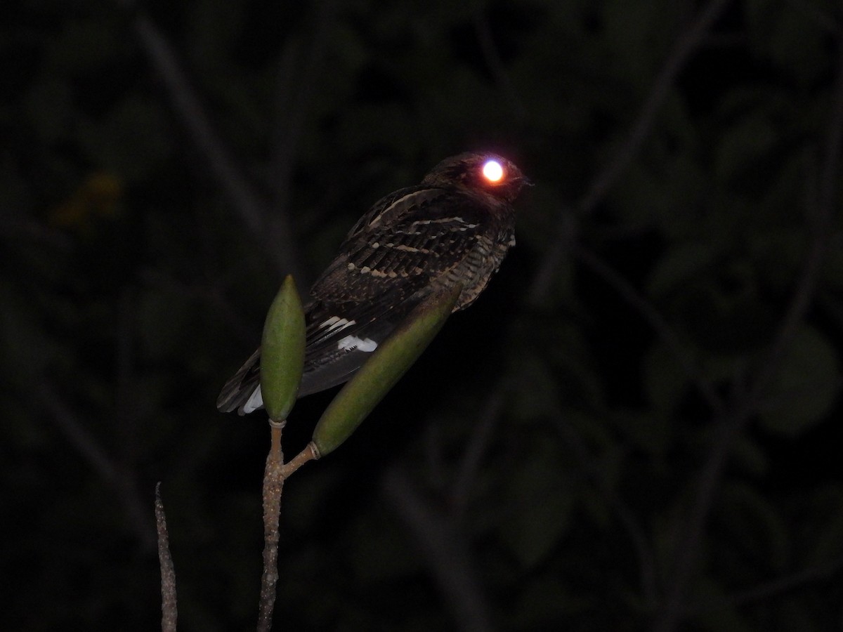 Large-tailed Nightjar - ML647547516
