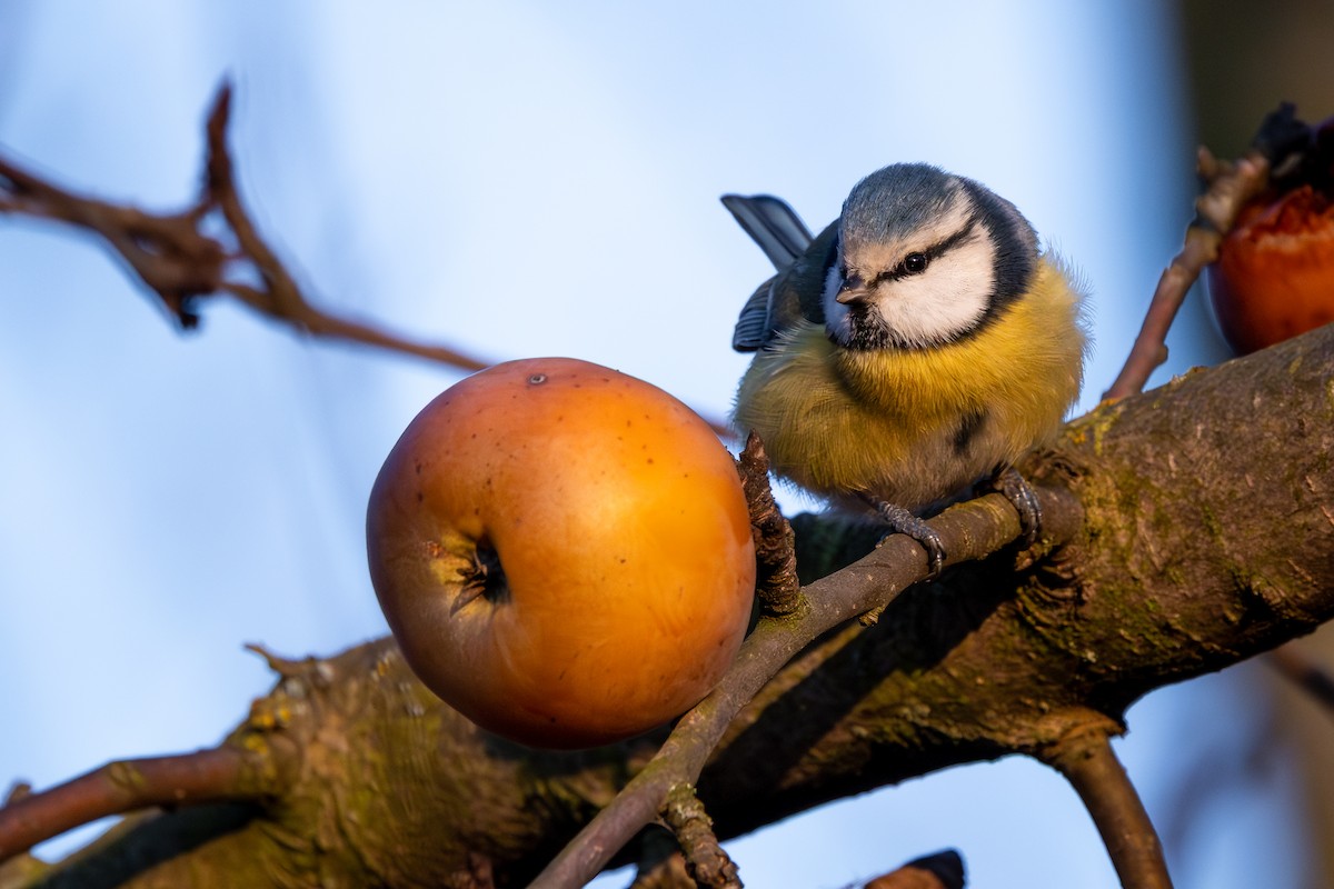 Eurasian Blue Tit - ML647547517