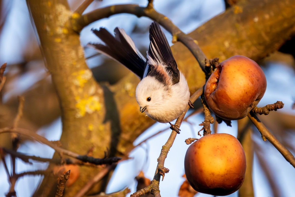Long-tailed Tit - ML647547519