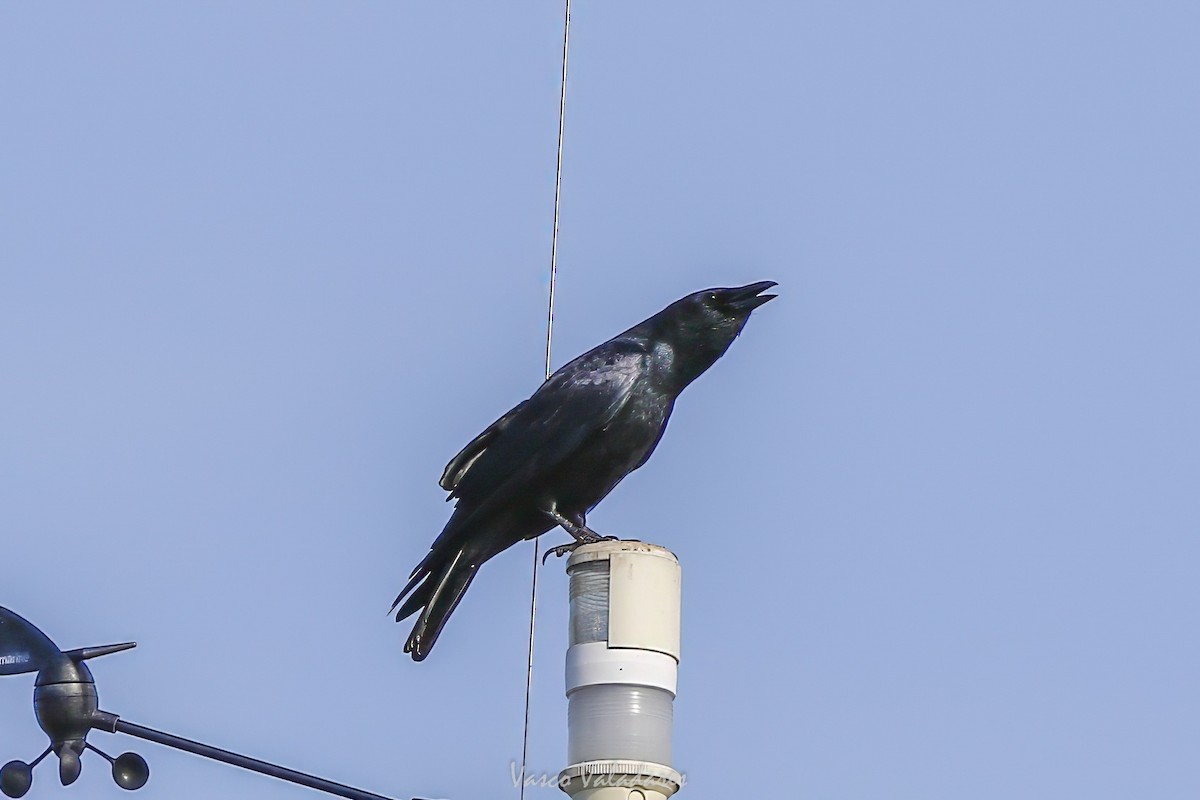 Fish Crow - ML647547520