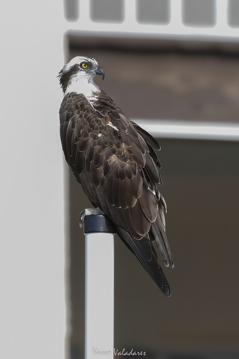 Osprey - ML647547522