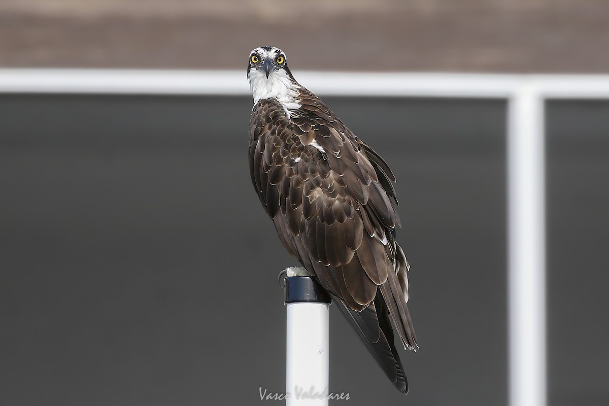 Osprey - ML647547523