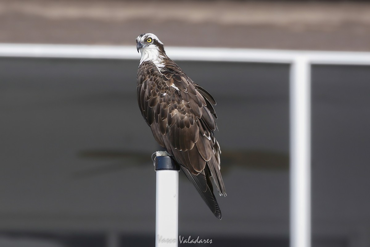 Osprey - ML647547524