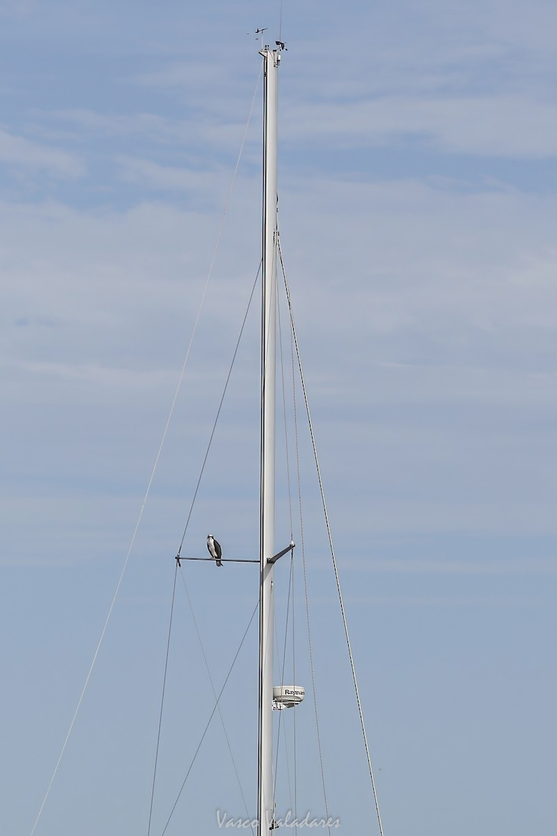 Osprey - ML647547538