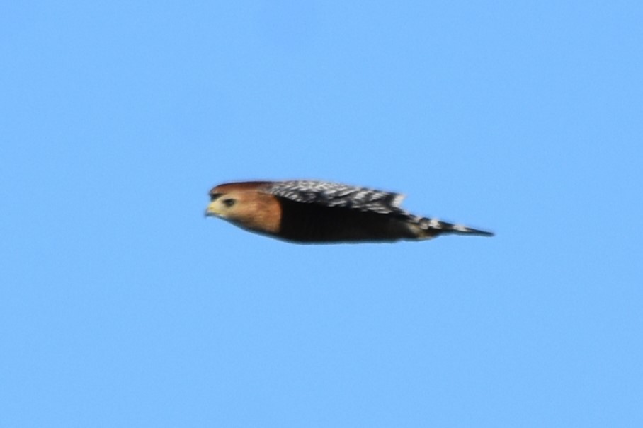 Red-shouldered Hawk - ML647547539