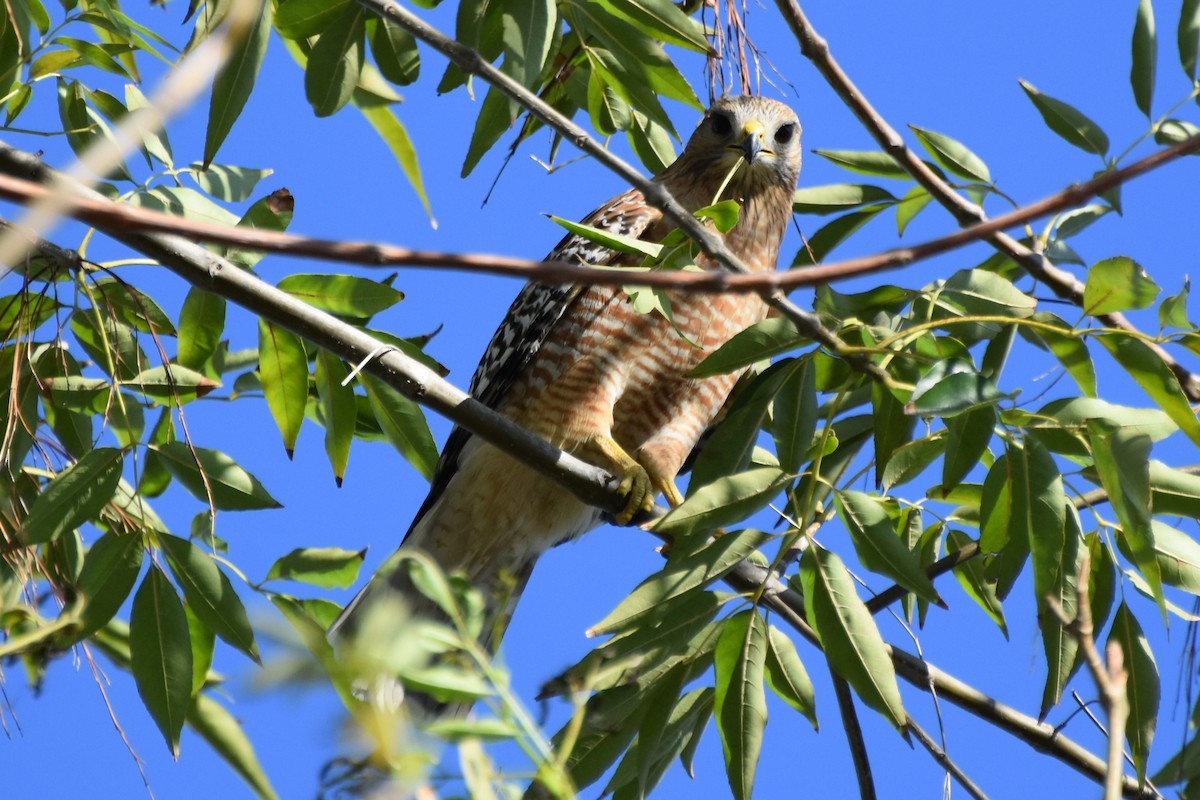 Red-shouldered Hawk - ML647547540