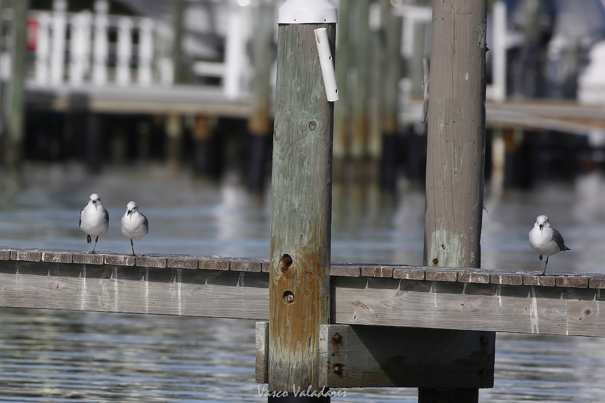 Laughing Gull - ML647547544