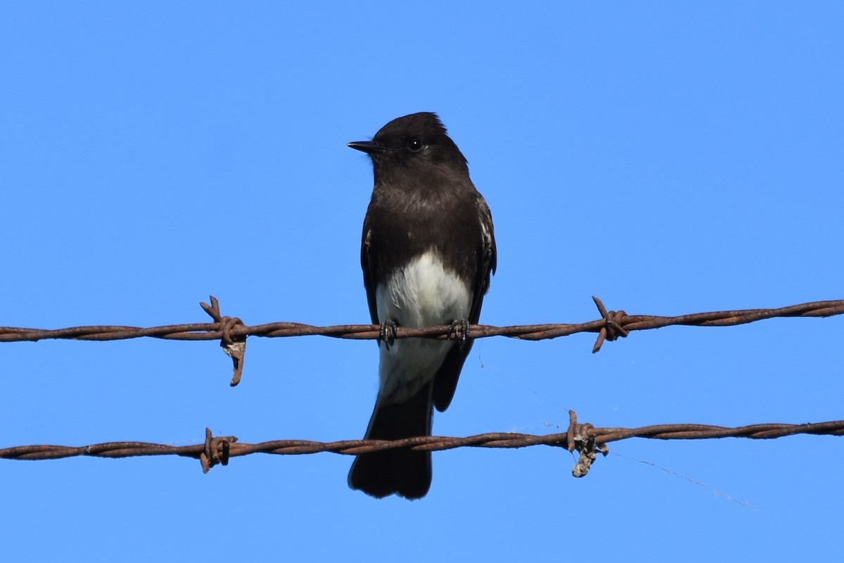 Black Phoebe - ML647547545