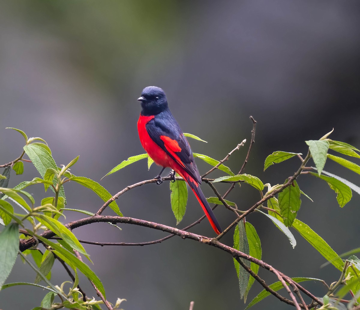 Short-billed Minivet - ML647547546