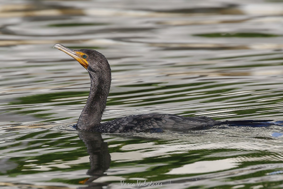 Double-crested Cormorant - ML647547547