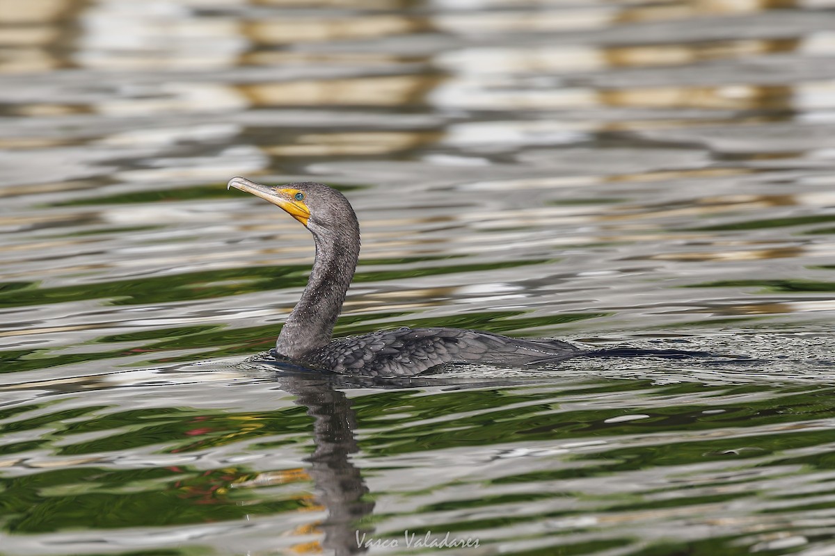 Double-crested Cormorant - ML647547548