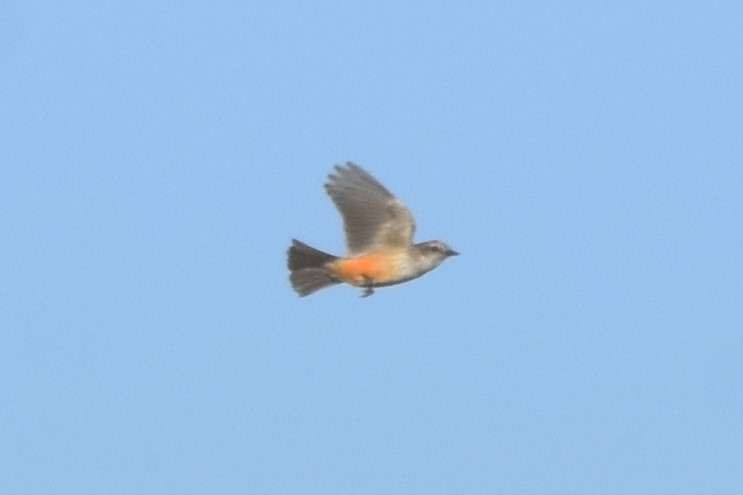 Vermilion Flycatcher - ML647547549