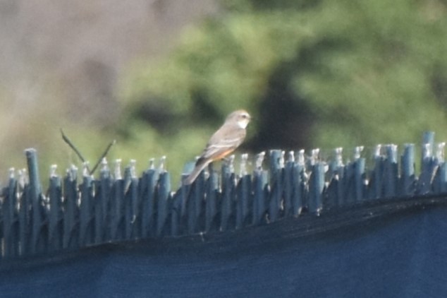 Vermilion Flycatcher - ML647547550