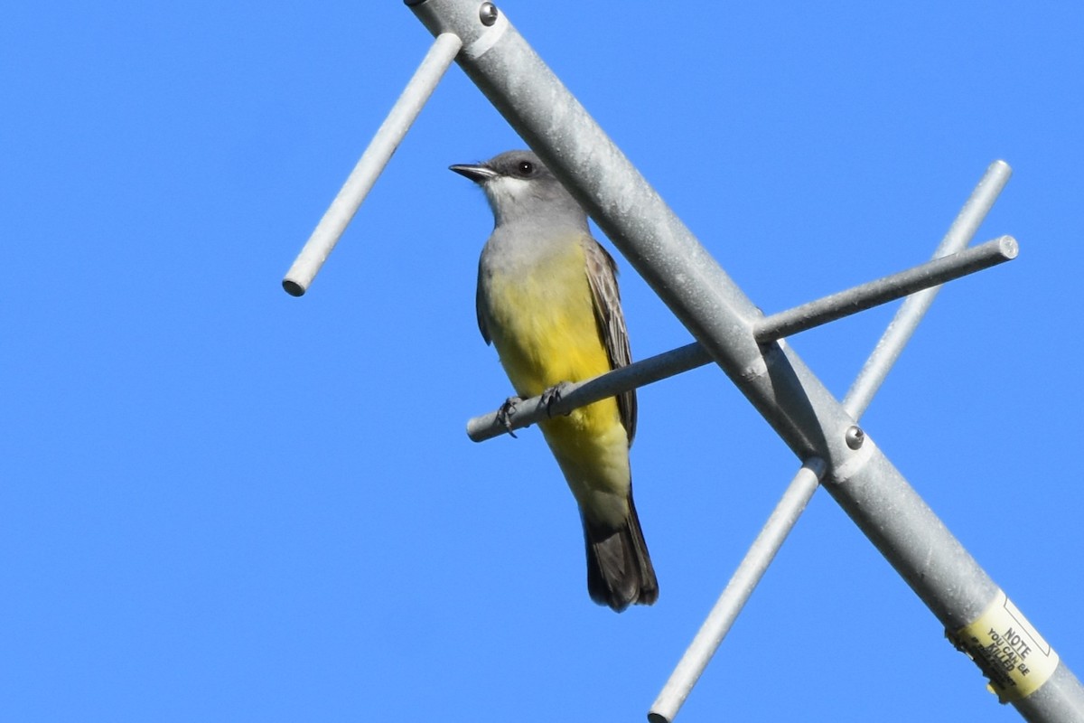 Cassin's Kingbird - ML647547551