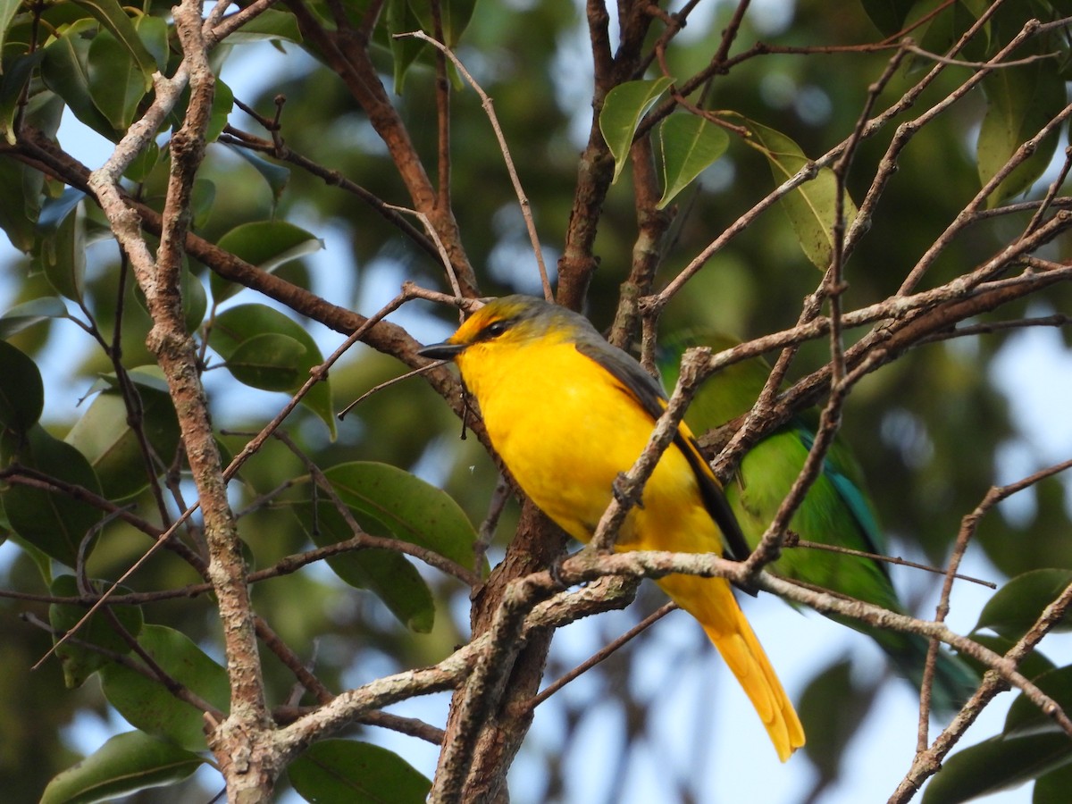 Scarlet Minivet - ML647547552