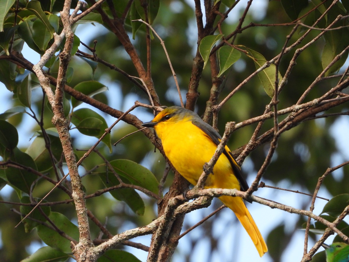 Scarlet Minivet - ML647547553