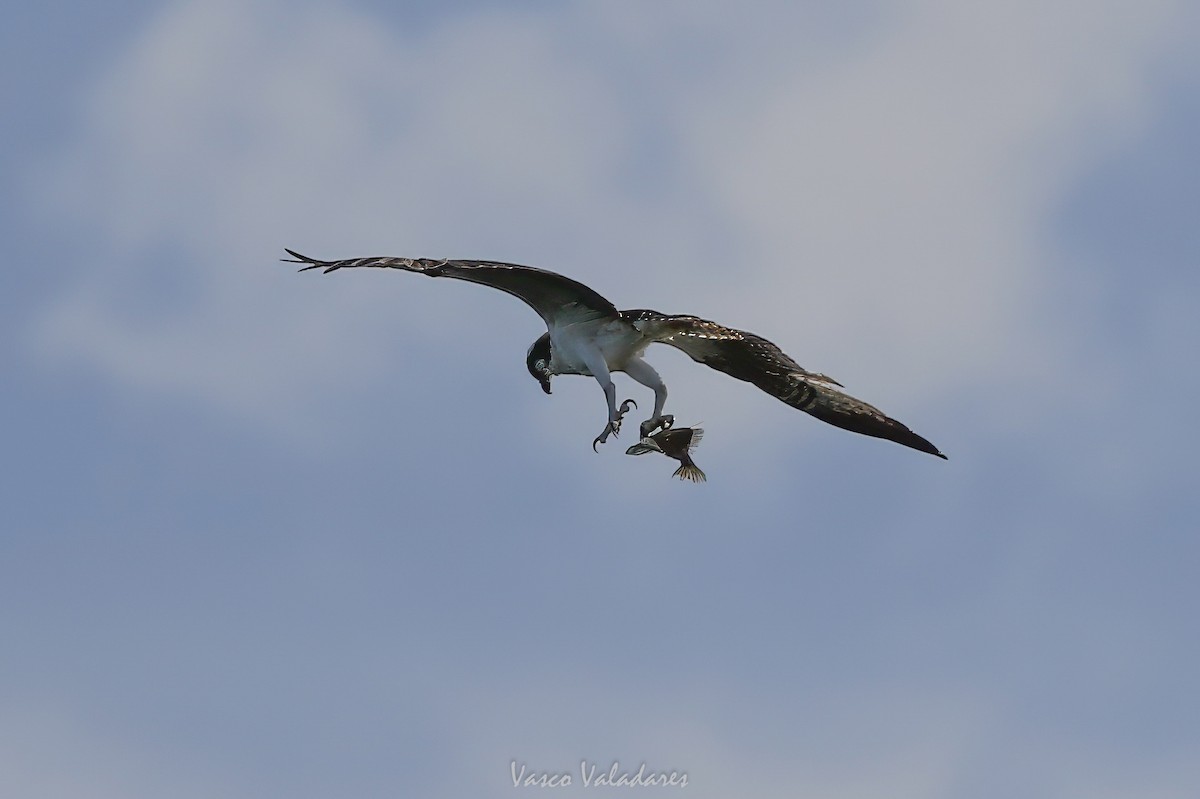 Osprey - ML647547554