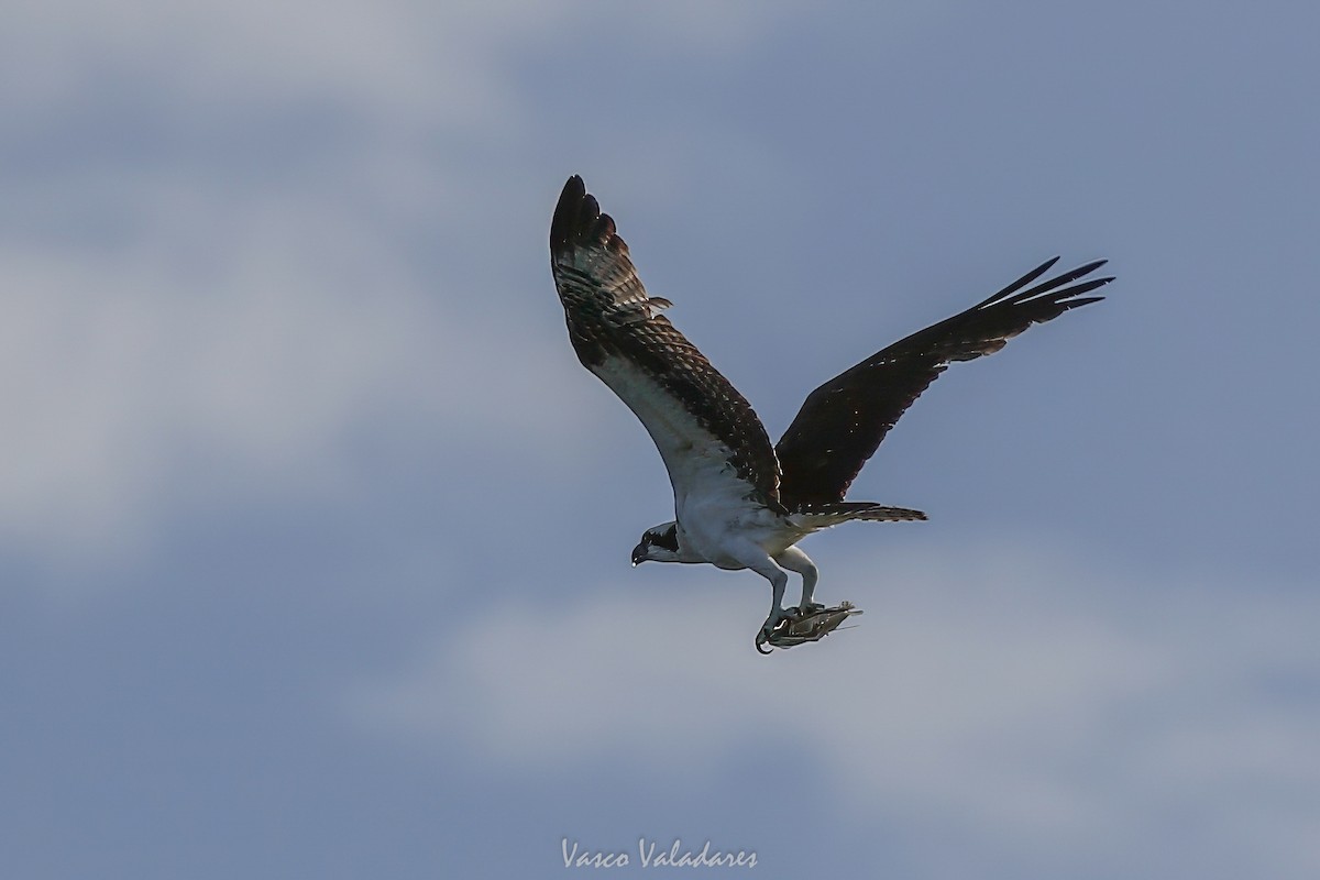 Osprey - ML647547555
