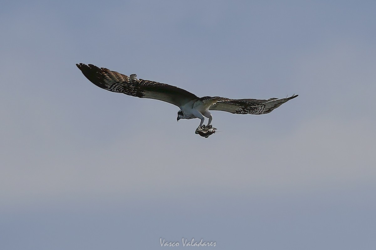 Osprey - ML647547556