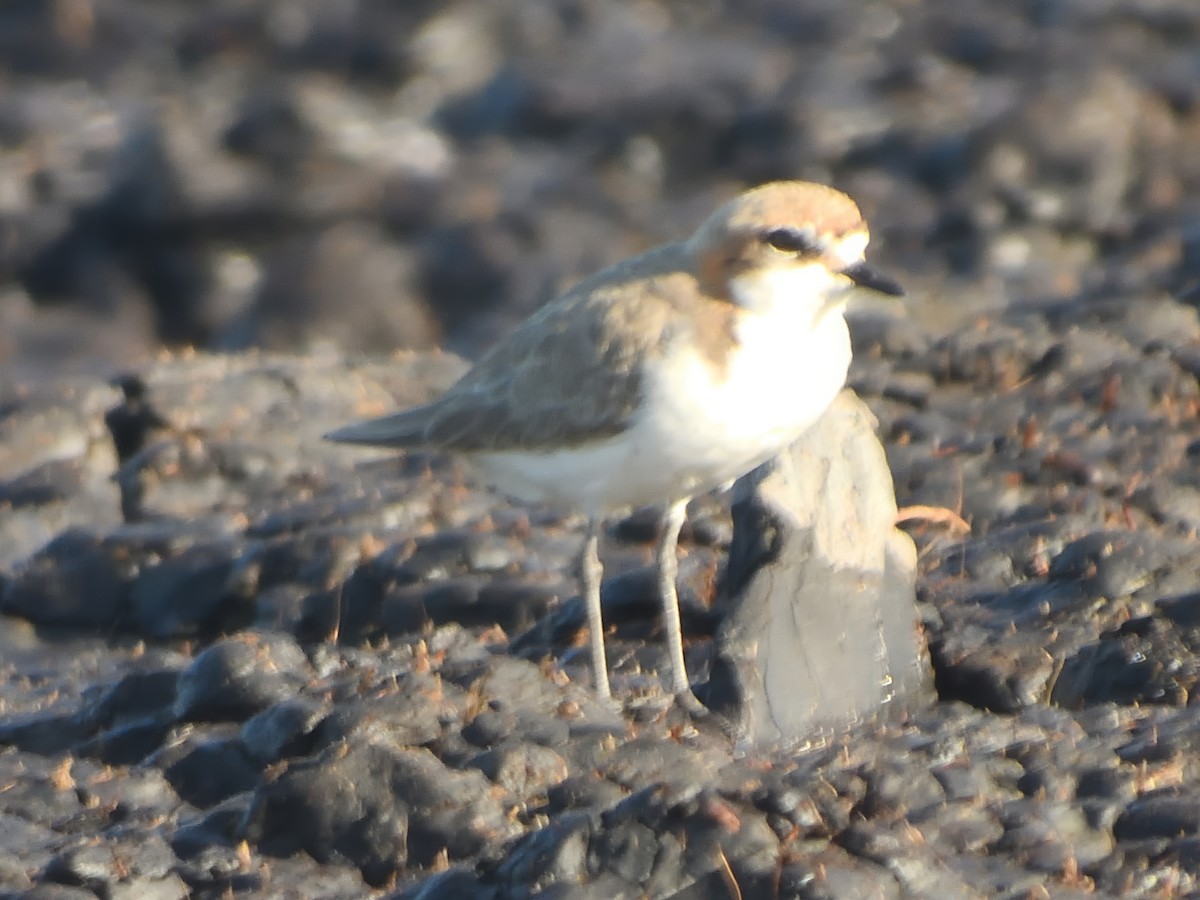 Red-capped Plover - ML647547557