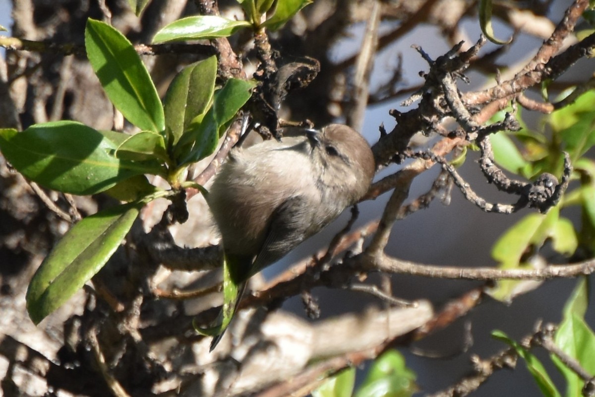 Bushtit - ML647547558
