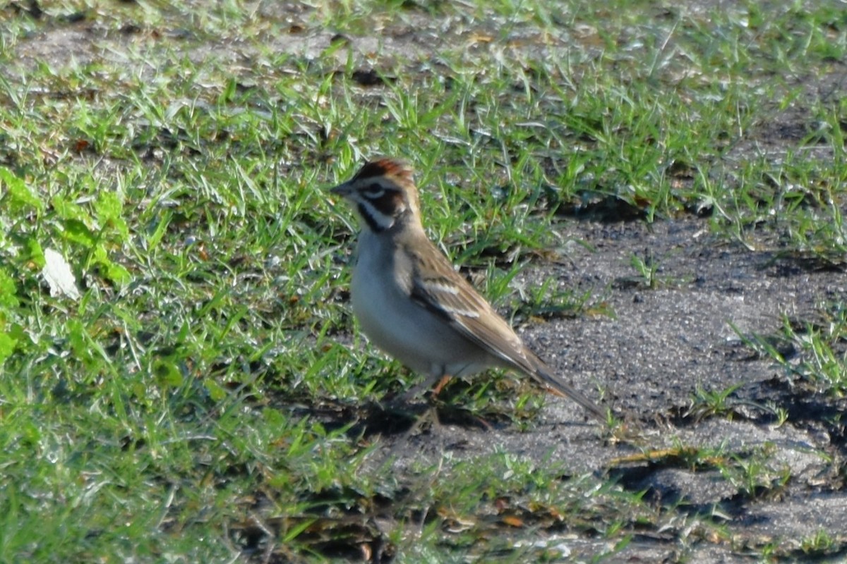 Lark Sparrow - ML647547559
