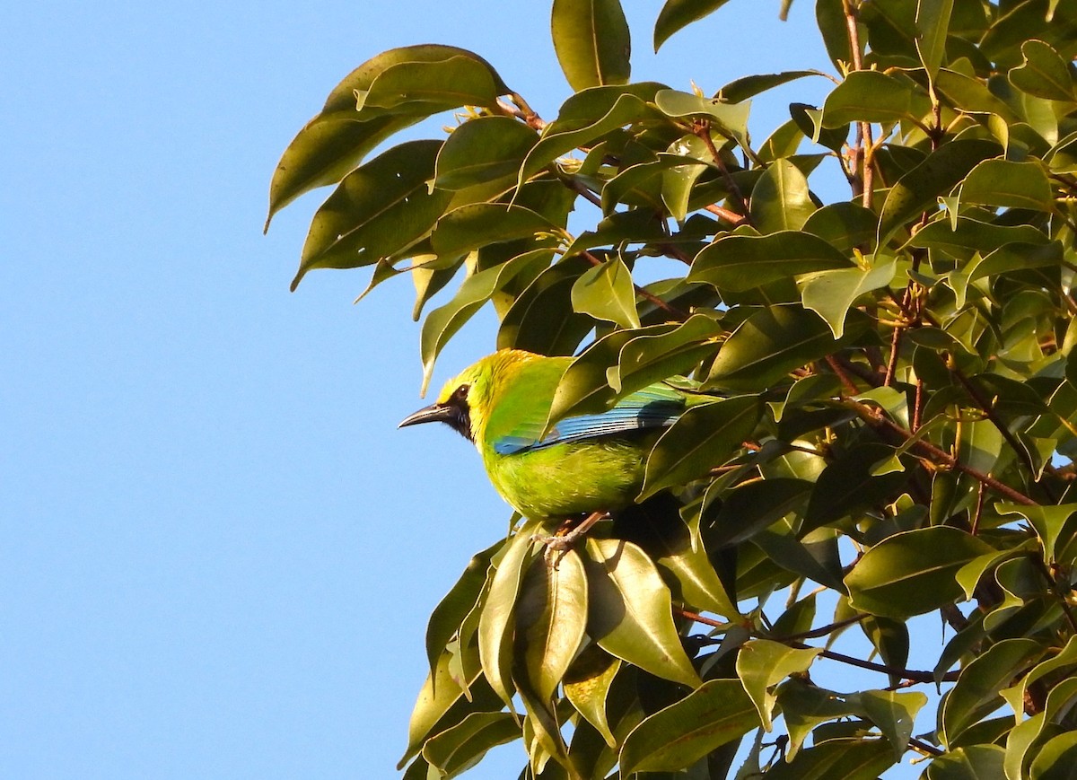 Blue-winged Leafbird - ML647547560