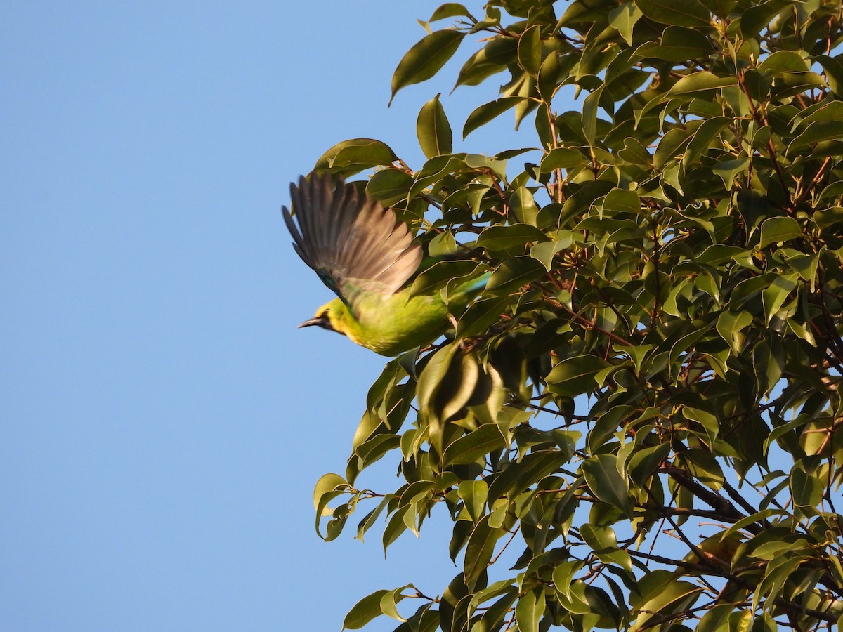 Blue-winged Leafbird - ML647547561