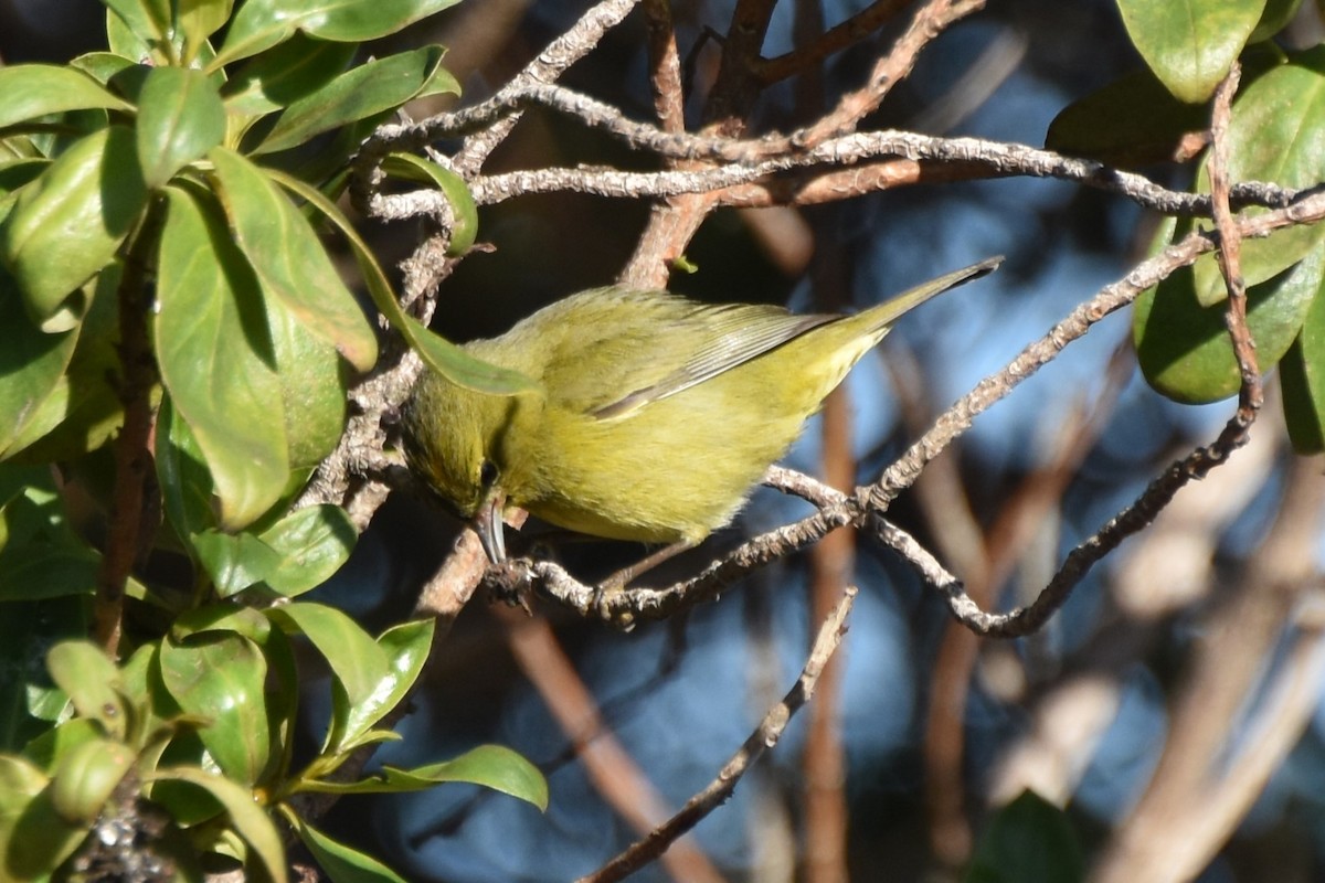 Orange-crowned Warbler - ML647547562