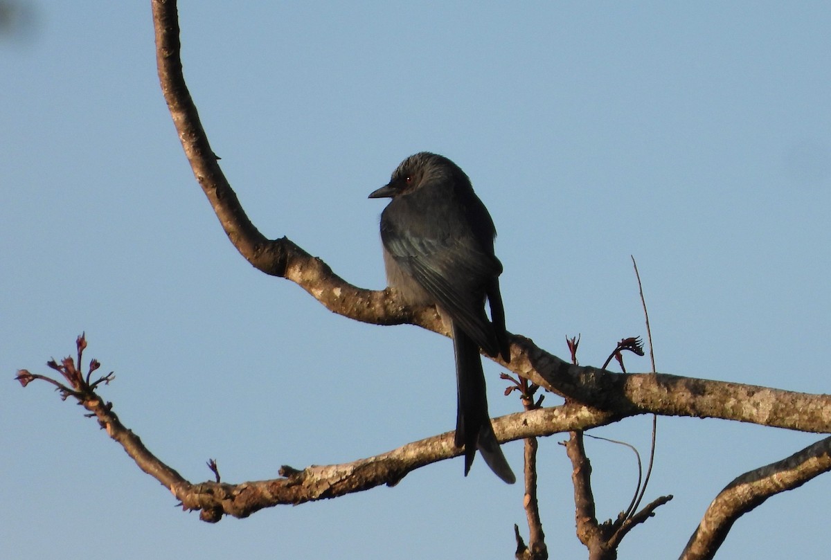 Bronzed Drongo - ML647547563