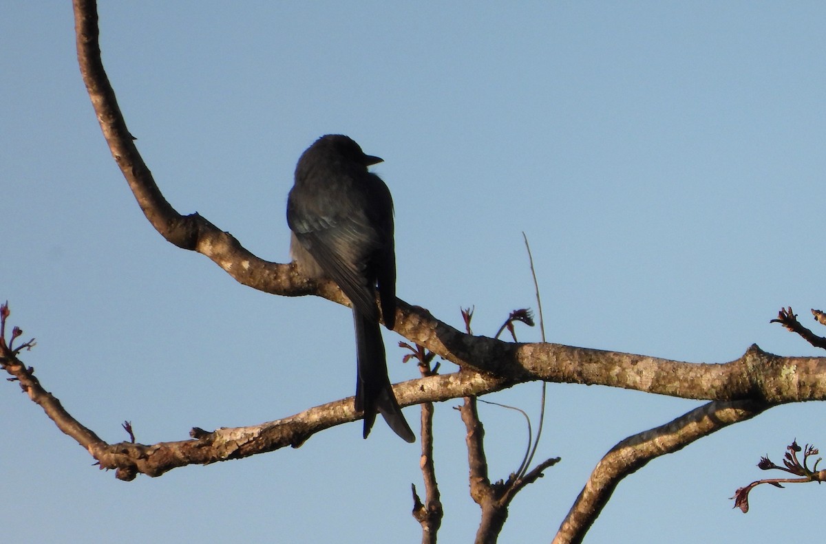Bronzed Drongo - ML647547564