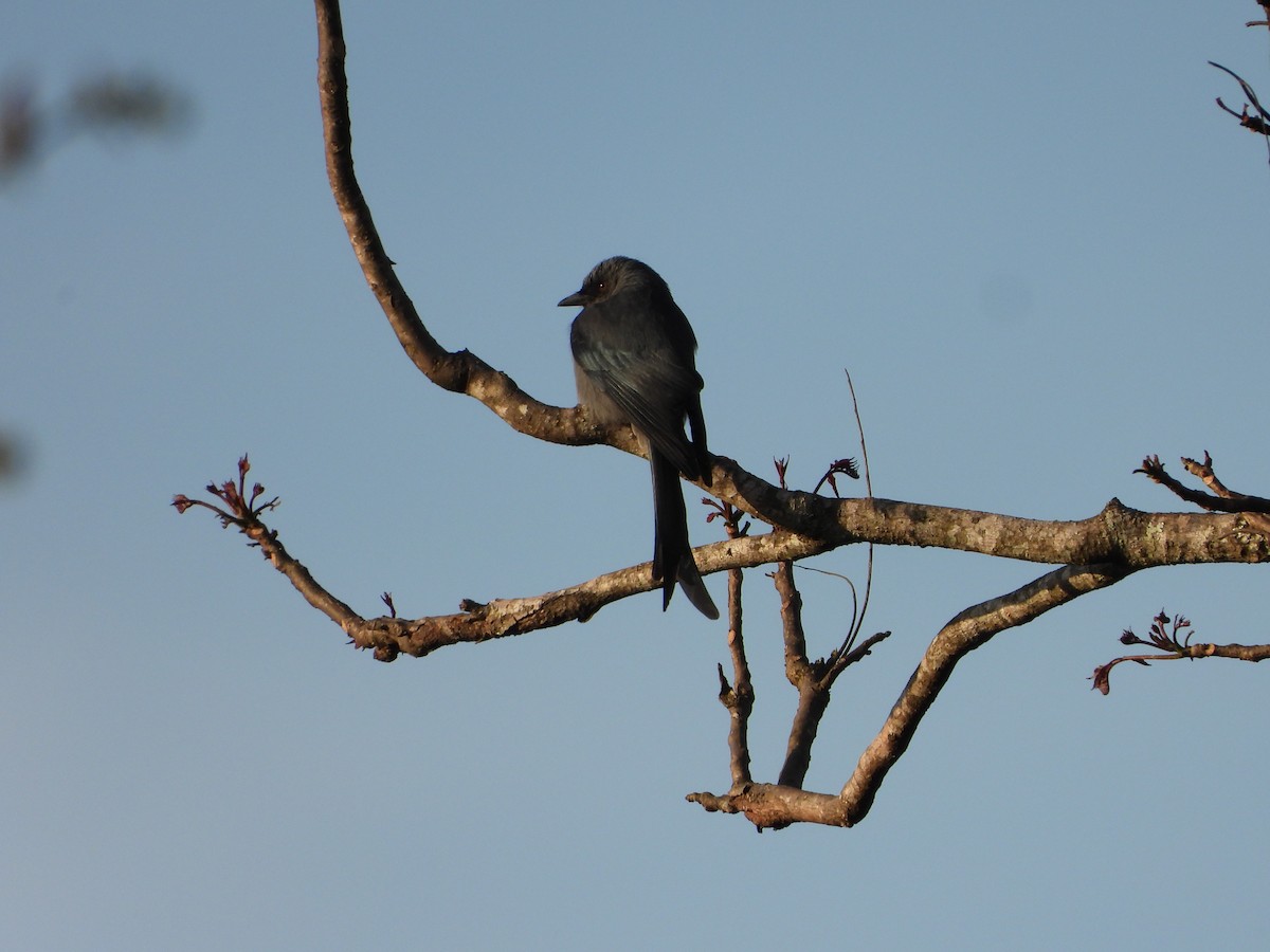 Bronzed Drongo - ML647547565