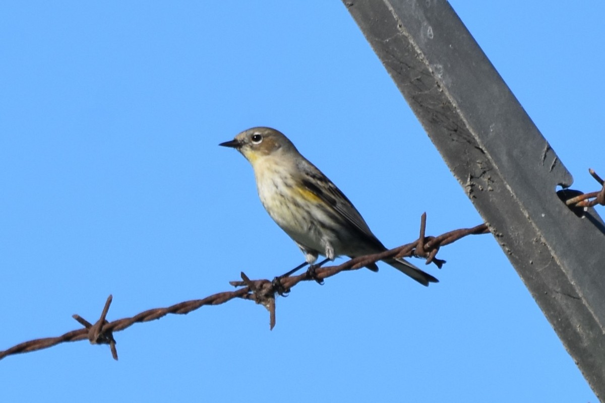 Yellow-rumped Warbler - ML647547566