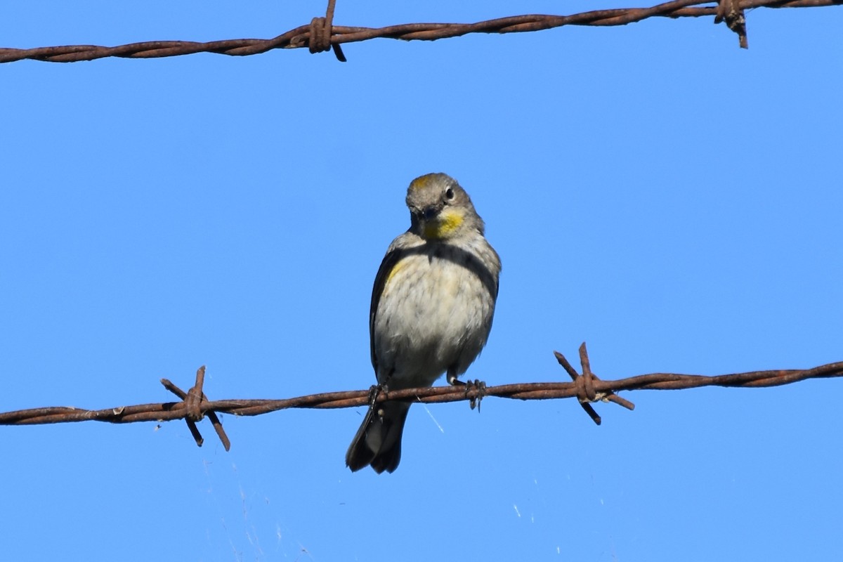 Yellow-rumped Warbler - ML647547567