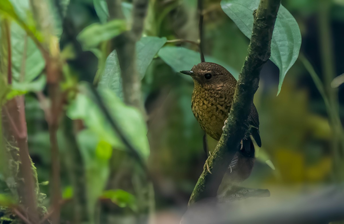 Pygmy Cupwing - ML647547568